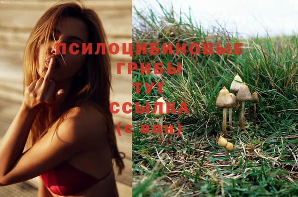 ПСИЛОЦИБИНОВЫЕ ГРИБЫ Балахна