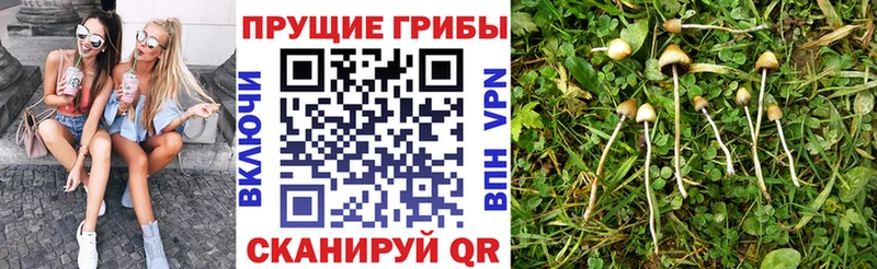 Галлюциногенные грибы Psilocybine cubensis  Буинск 